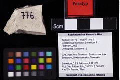 Foto (Objket + Etiketten) von Cyclothyreus divaricatus (Schweitzer & Feldmann, 2009) 